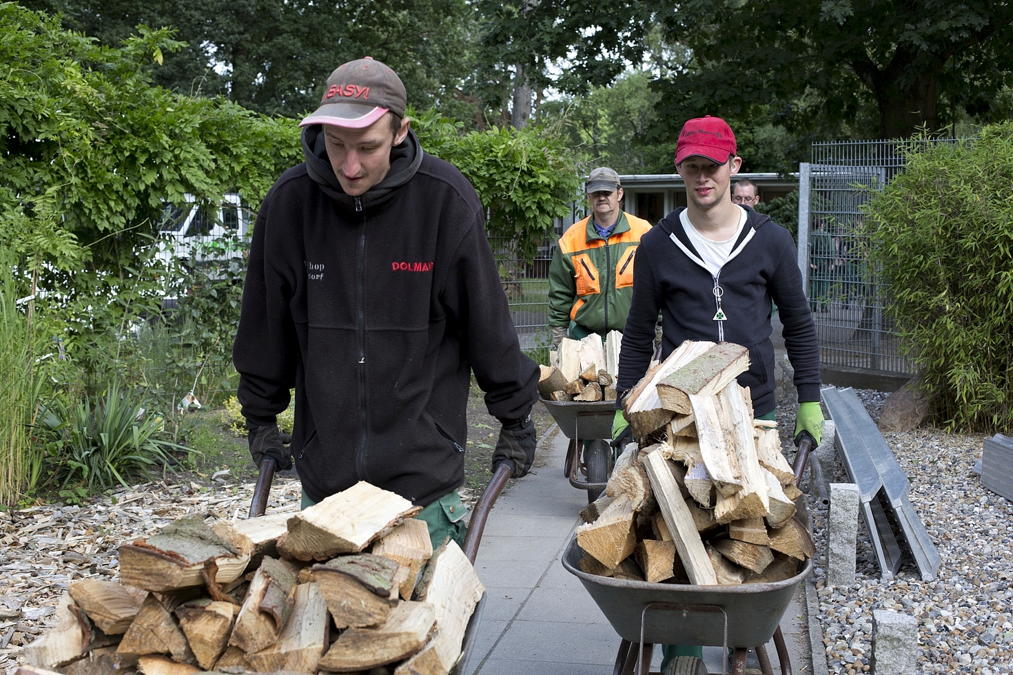 Foto: Vier Männer befördern Holz auf Schubkarren