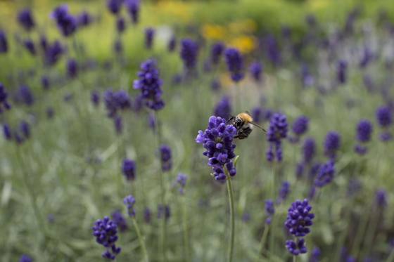 Biene im Blumenbeet