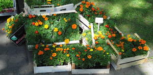 Blumen in Holzkästen