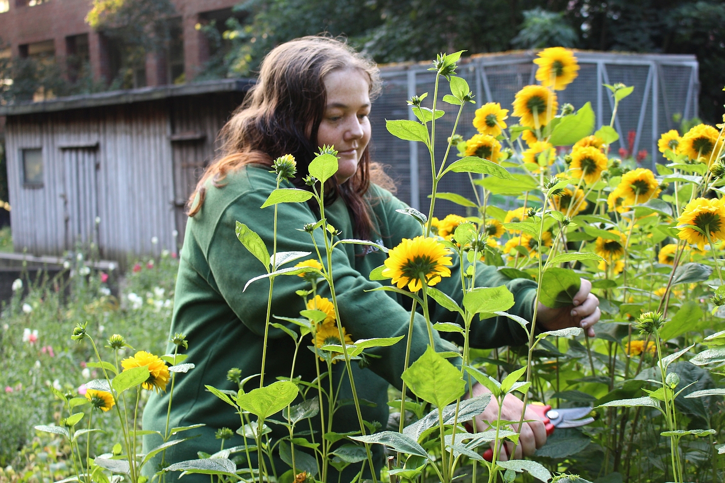 Foto: Frau bearbeitet Sonnenblumen mit Gartenschere